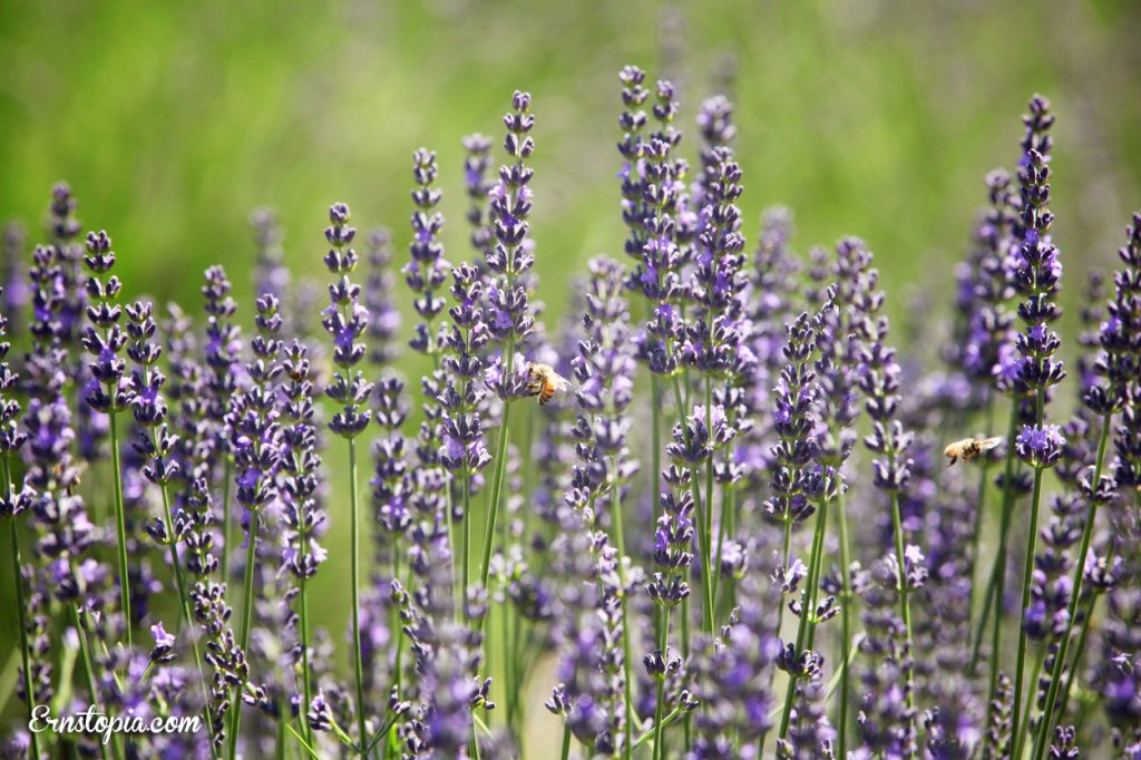 Lavender Daze Festival in Hood River - Ernstopia