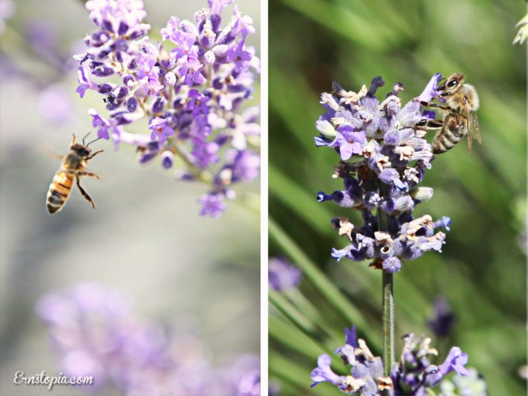 Lavender Daze Festival in Hood River Ernstopia